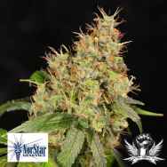 NorStar Genetics Seeds Amnesia OG